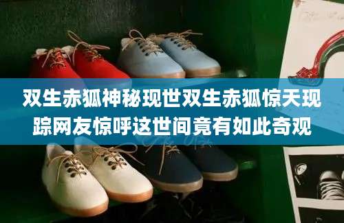 双生赤狐神秘现世双生赤狐惊天现踪网友惊呼这世间竟有如此奇观